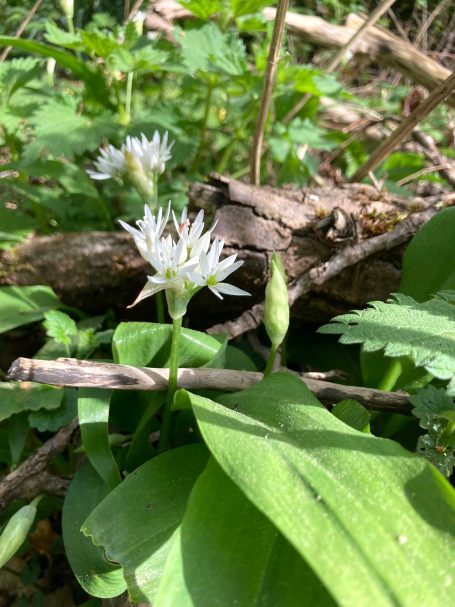 Blühender Bärlauch mit weißen Blüten in grünem Unterholz und einem Stock im Hintergrund.